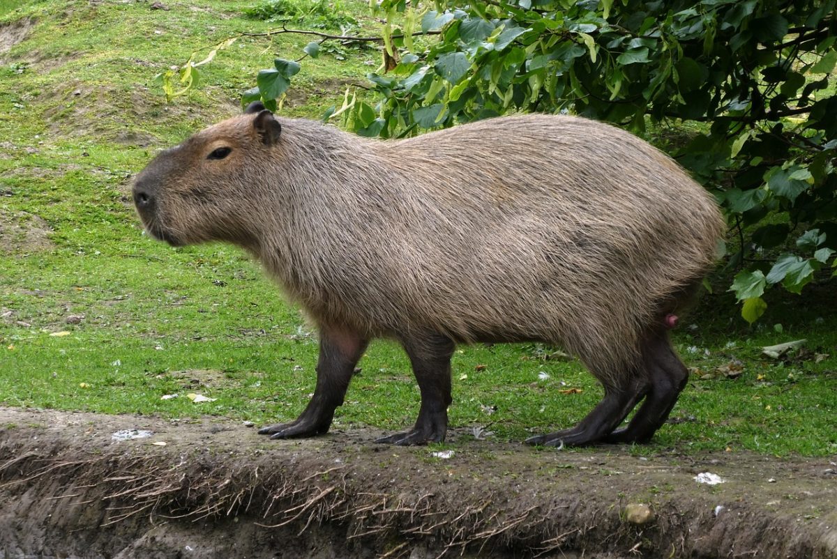 Worlds Largest Rodent