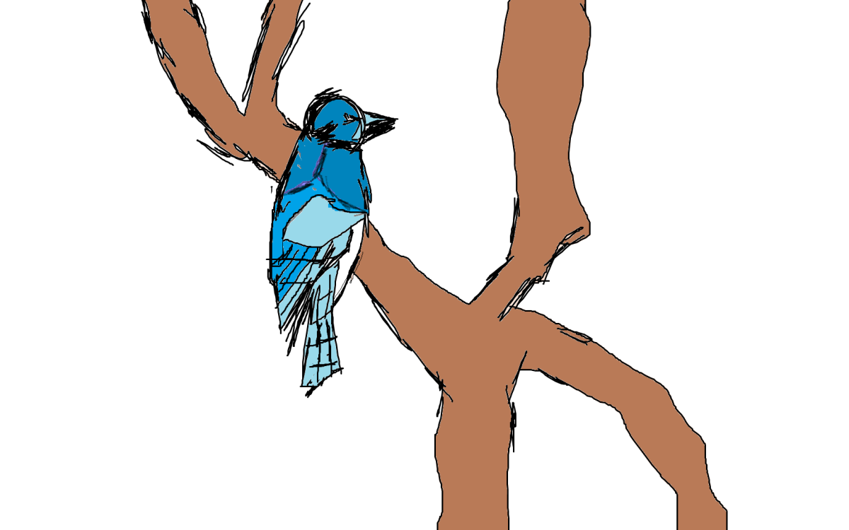 bluejaybird